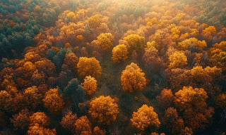 a top view of a forest when its turning colors