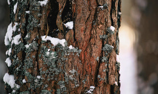 close up of the bark of a fraser tree with some snow