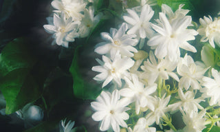 jasmine blossoms