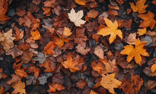 autumn leaves