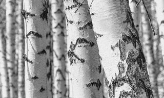 close up of birch trees