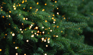 tinkle lights in evergreen branches