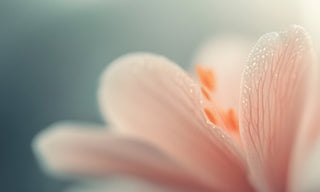 close up of a water lilly