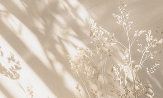 shadowed dried flowers