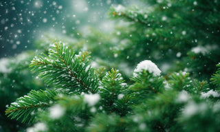 snowy pine needles