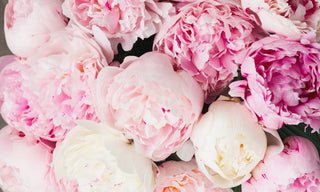 pink peony flowers on a black table