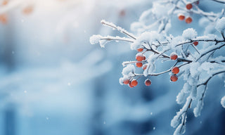 winterberries still in a tree with snow on them