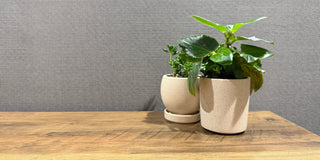 A plant in an old candle vessel