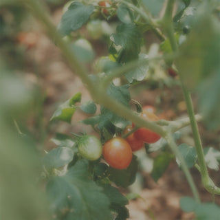 Farmers Market