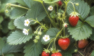 Strawberry Patch