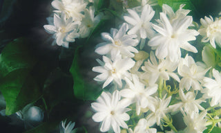 Jasmine & Honeysuckle