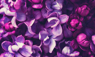 Wild Lilacs