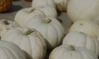 White Pumpkin