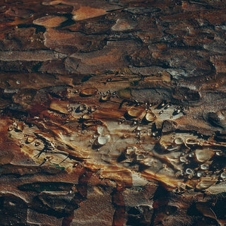 Mahogany Evergreen