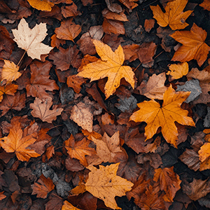 A close-up of fall leaves 