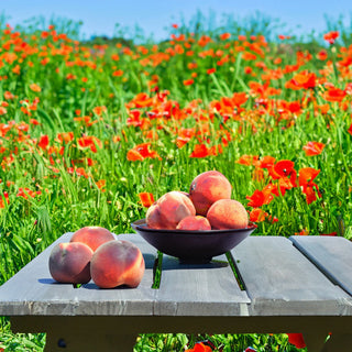 Peaches & Poppies Candle - 7 oz