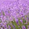 Eucalyptus Lavender