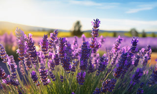 lavender plants in a field 