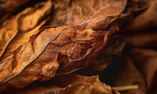 tabacco leaves 