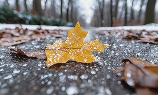 icey ground with leaves 