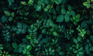 green leaf blackberry branches 