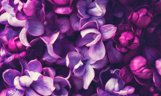 close up of purple liacs 