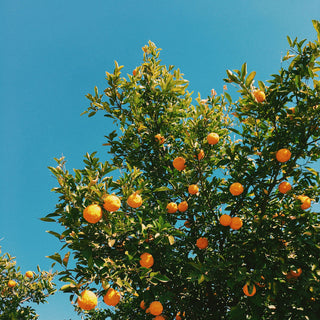 Apricot tree with apricots against a clear blue sky