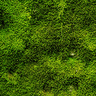 Musky Moss