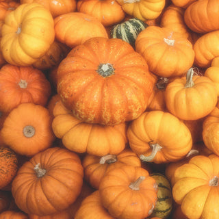 Pumpkin Lover Fall Bundle