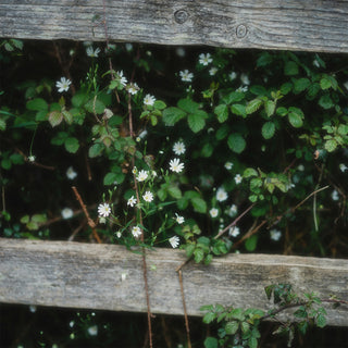 Small white flowers amidst green leaves with a wooden fence running thru